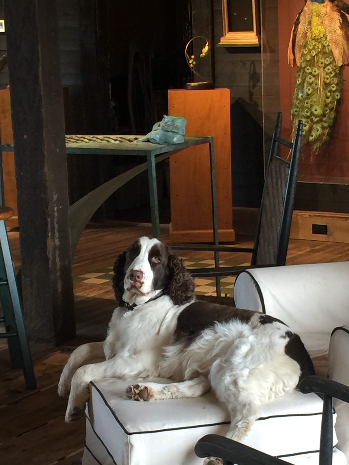 Diana's dog Cooper in the studio